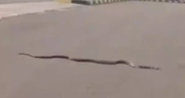 King Cobra